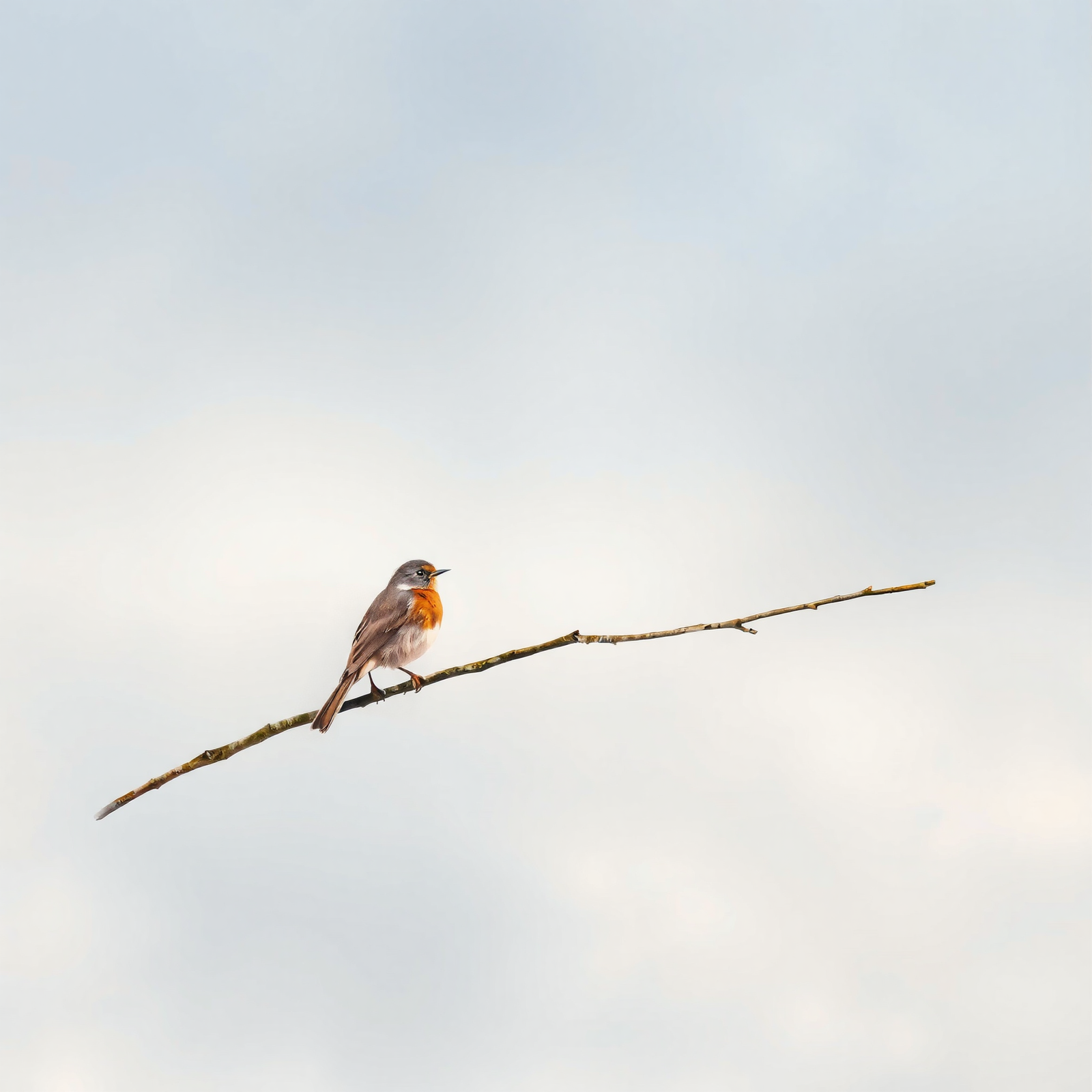 Solitude on a Branch view 2