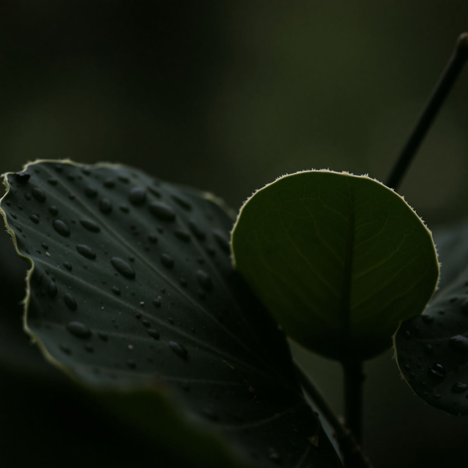 Ephemeral Shadows view 2