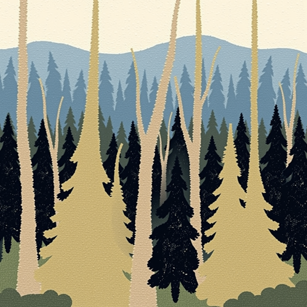 Enchanted Alpine Woods