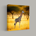Whimsical Patterns in the Savanna thumbnail 1
